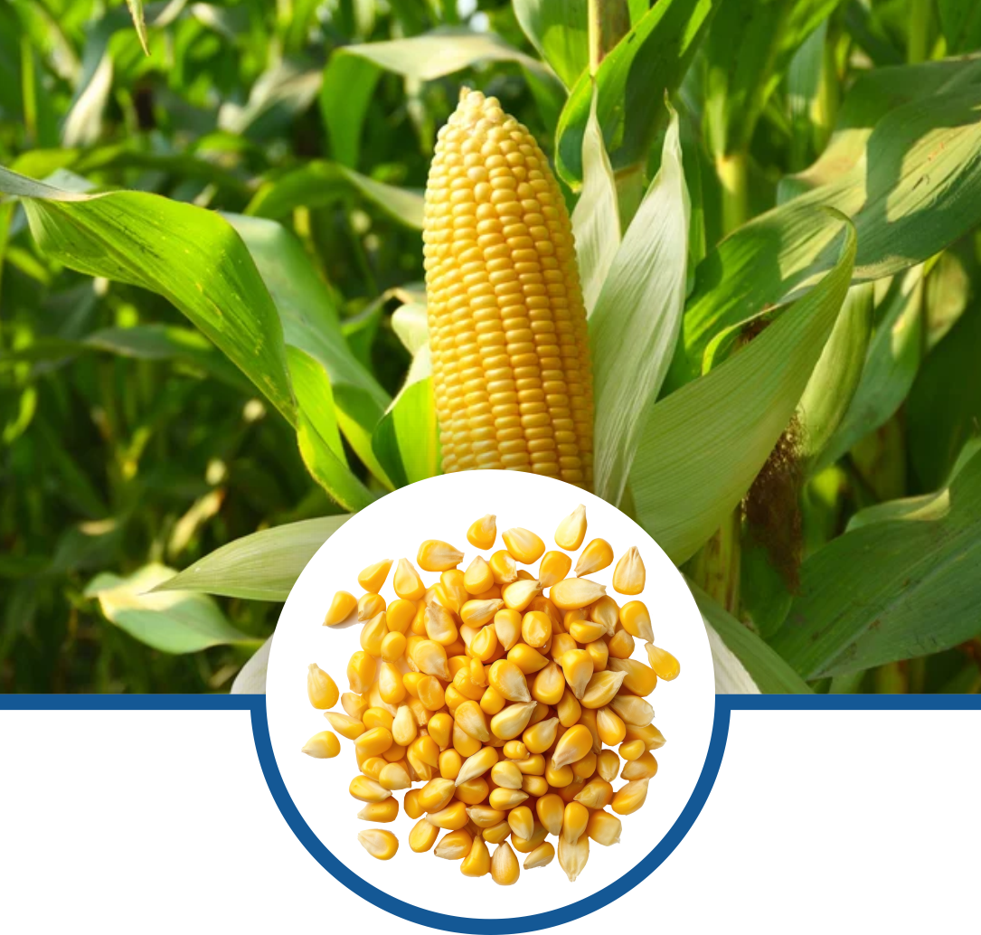 Research Maize